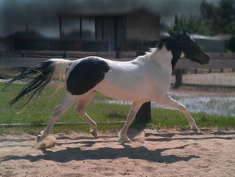 Discovering Willowgate Farms in Meridian, Idaho: A Premier Equestrian Facility