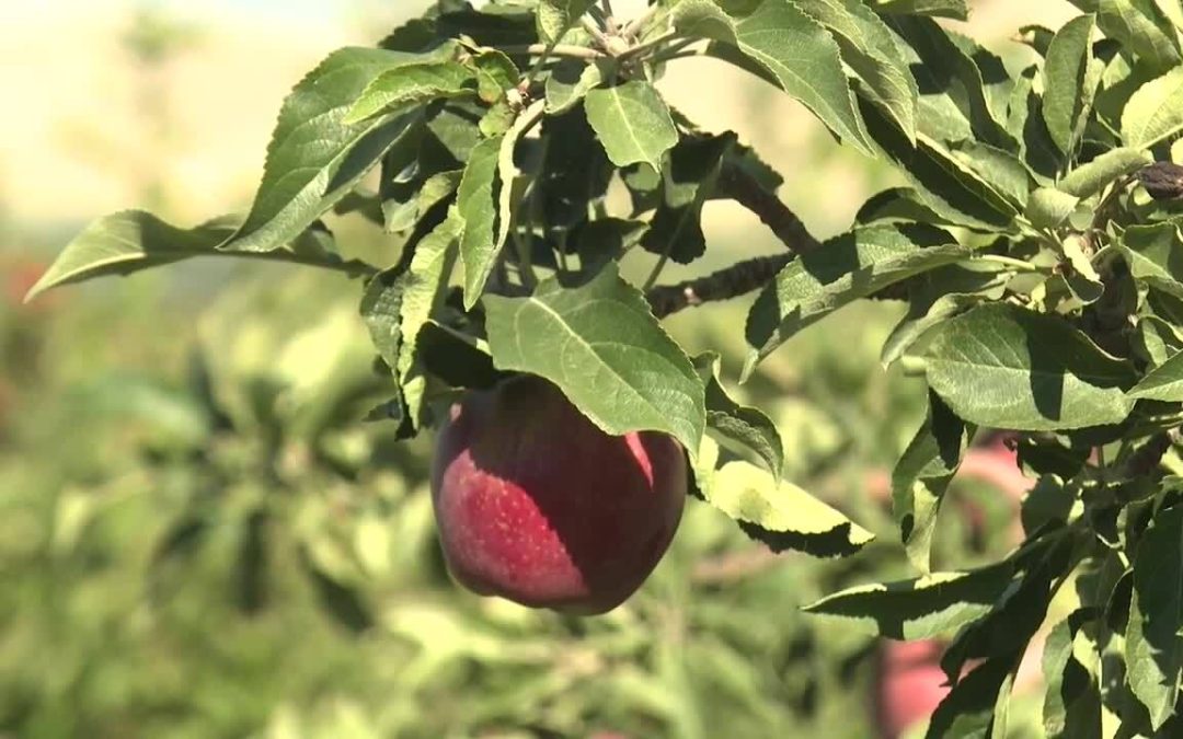 Tyler’s Rocky Point Orchard: Fresh Apples and Family Fun Await!