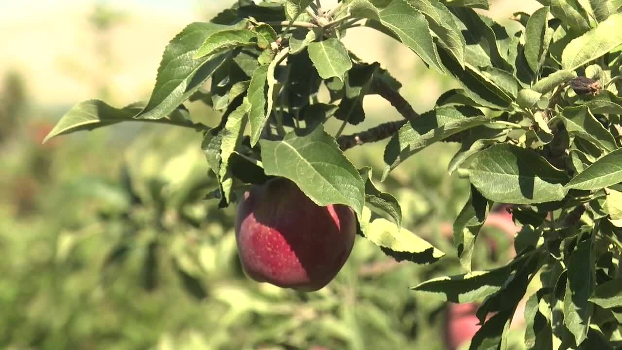 Tyler's Rocky Point Orchard: Fresh Apples and Family Fun Await!